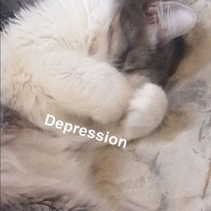 Meet your Posher, Alison